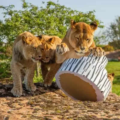 Lion Cub Triplets at West Midlands Safari Park Celebrate First Birthday with Cake Smash