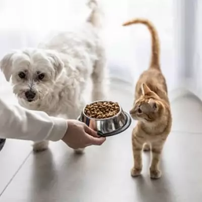 Pet Owners Warned of £29 Microchip Scam Targeting Cats and Dogs