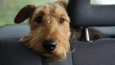 Pet Travel Surge: Owners Risk £5,000 Fines Over Common Mistakes