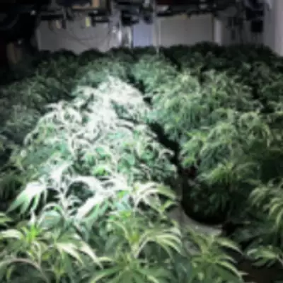 Police Uncover £200k Cannabis Farm in Droitwich Raid, Arrest Man
