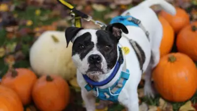 Rescue Dog Rocky Finds Forever Home After 1,400 Days in Care