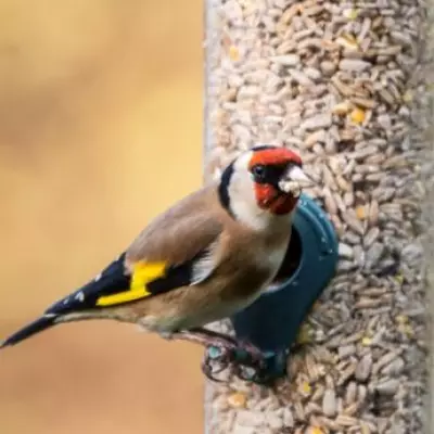 RSPB Urges UK Households to Remove Bird Feeders This Summer to Combat Disease