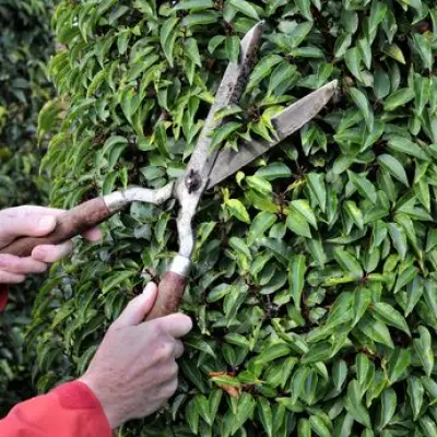 UK Homeowners Face £1,000 Fines for Overgrown Hedges Over 2 Metres