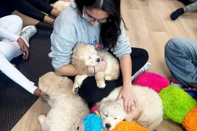 West Midlands Dog Trainer Launches Petition to Ban 'Cruel' Puppy Cuddling Events