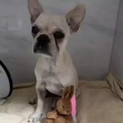 Woman Arrested After French Bulldog Puppy Swallows 55 Crack Rocks