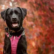 Bella Boo Finds Forever Home After 600 Days at Dogs Trust Kenilworth