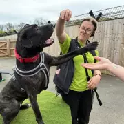 Birmingham Dogs Home's Longest Residents Await Loving Forever Homes