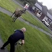 Cannock Dad's Close Encounter with Deer 'Big Trev' Ends in Dramatic Fall