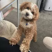 Cavapoo Killed and Owner Injured in Padstow Dog Attack Incident