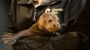 Chester Zoo Welcomes Rare Giant Otter Triplets in Conservation Boost