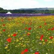 Confetti Flower Fields Near Birmingham Open for Limited Summer Season