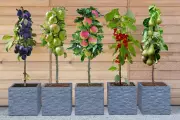 Dwarf Fruit Trees for £6.99: Snapping Up Patio Plants at 53% Off