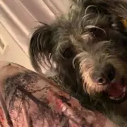 Family Lurcher Dog Kills Teen Owner in Essex, Prompting UK-Wide Warning