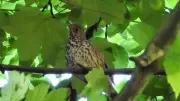 Garden Detective: Resident Song Thrush Identified Through Unique Bird Call Transcription