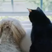 Major UK Pet Chain The Ark Shuts All Stores After 30 Years