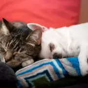 New Pet Rules for Renters in England from May 1, 2026