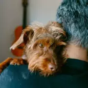 New UK Vet Fee Cap Could Save Pet Owners Up to £1,400 Annually