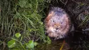 New Water Vole Populations Found in Peak District and South Pennines
