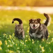 Pet Owners Save Up to 20% on Vet Medications with Online Retailer Animed