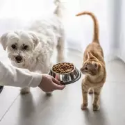 Pet Owners Warned of £29 Microchip Scam Targeting Cats and Dogs