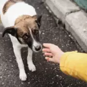 Petplanet Collapses After 27 Years: Over 100,000 Annual Customers Affected