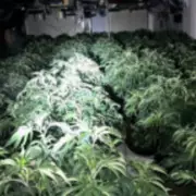 Police Uncover £200k Cannabis Farm in Droitwich Raid, Arrest Man