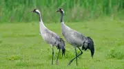 Record Crane Breeding Success Marks Historic UK Wildlife Recovery