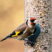 RSPB Urges UK Households to Remove Bird Feeders This Summer to Combat Disease