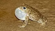 Sefton Council Urges Dog Owners to Protect Rare Natterjack Toads and Coastal Wildlife