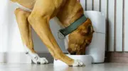 Smart Pet Feeders Surge 418%: Experts Warn Against Over-Automation