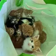 Street Cleaners Rescue Kittens Dumped in Bag in Atherstone Park