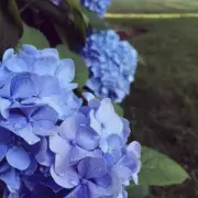 Turn Hydrangeas 'Stunning' Blue with One Kitchen Scrap in Spring
