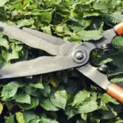 UK Households Warned About Little-Known Hedge Trimming Law This Spring