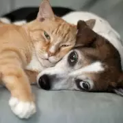 UK Pet Owners Face New £90 EU Travel Charge From Wednesday