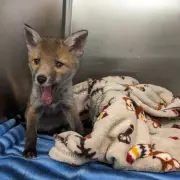 Urban Fox Population Surges in Birmingham Amid Bin Strike and HS2 Displacement