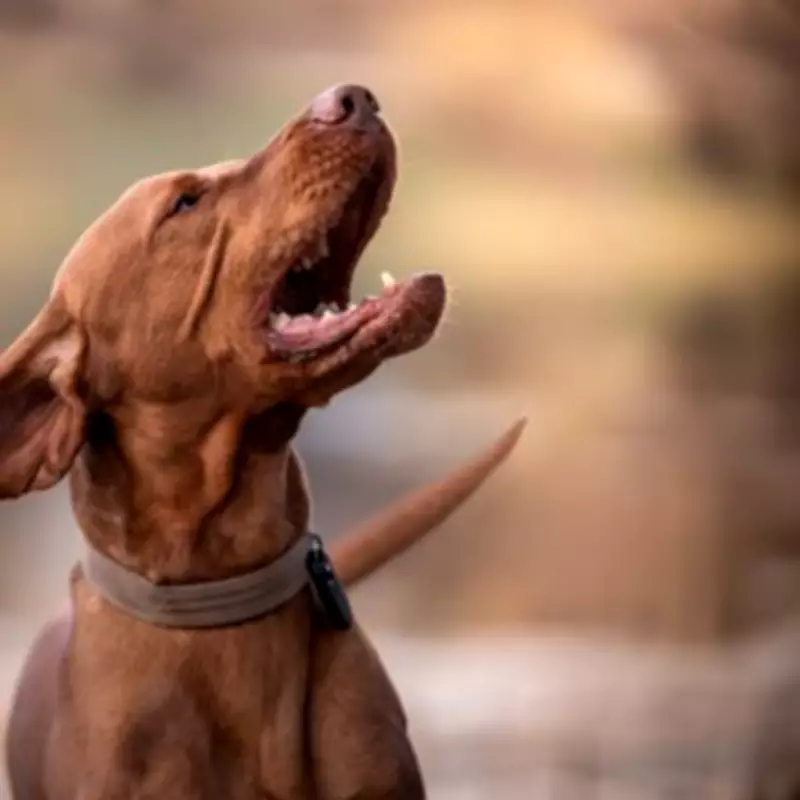 Urgent Warning to Dog Owners Over West Midlands Theft Stats