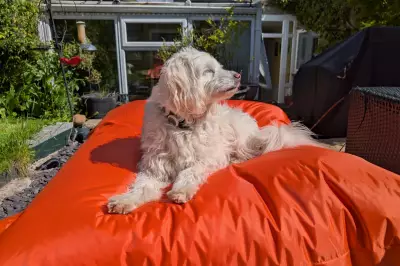 Big Bertha Original Outdoor Bean Bag Review: Garden Furniture