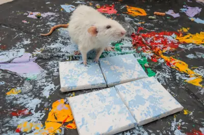 Birmingham Student Earns £3,000 Selling Rat-Painted Art for Up to £50 Each