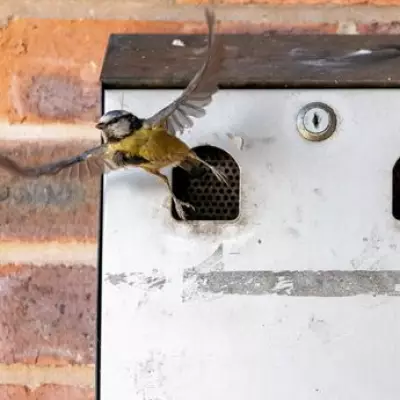 Blue Tits Nest in Village Hall Ashtray, Smokers Asked to Stay Away