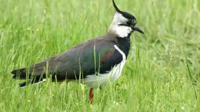 Cheshire Wildlife Trust Launches £250K Appeal to Buy New Nature Reserve