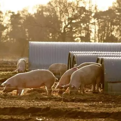 Cranswick revenues near £3bn after record investment of £163m
