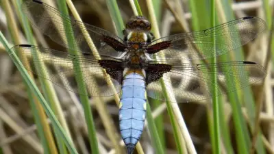 Dragonflies Electrify Sefton Dunes as Summer Temperatures Soar