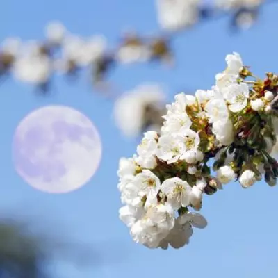 Flower Moon 2026: How to See May's Micromoon This Weekend