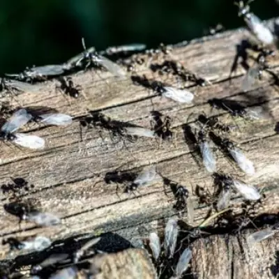 Flying Ant Day 2026 to Arrive Earlier and Be More Intense, Experts Warn