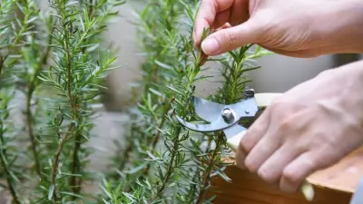 How to Prune Rosemary for a Bushier, Healthier Plant This Spring