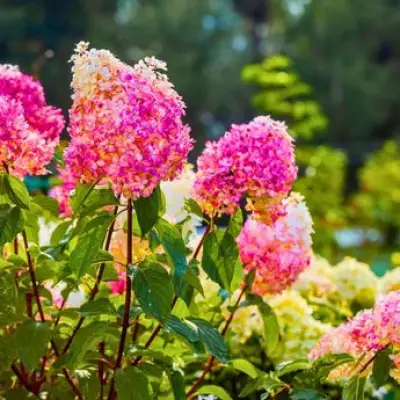 Hydrangeas Thrive in Summer with One Kitchen Scrap Watering Trick