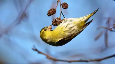 Improve Your Bird Song ID with Merlin App and Spot Siskins