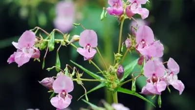 Invasive Himalayan Balsam Threatens UK Wildlife: How to Help