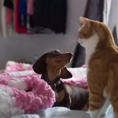 Pet Rule Change to Save Renters £288 in England