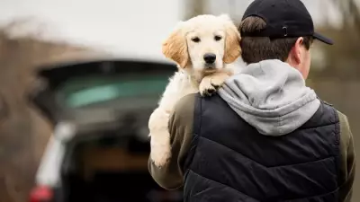 Pet Thefts Down 11% But 4 Dogs Stolen Daily: New Report Reveals
